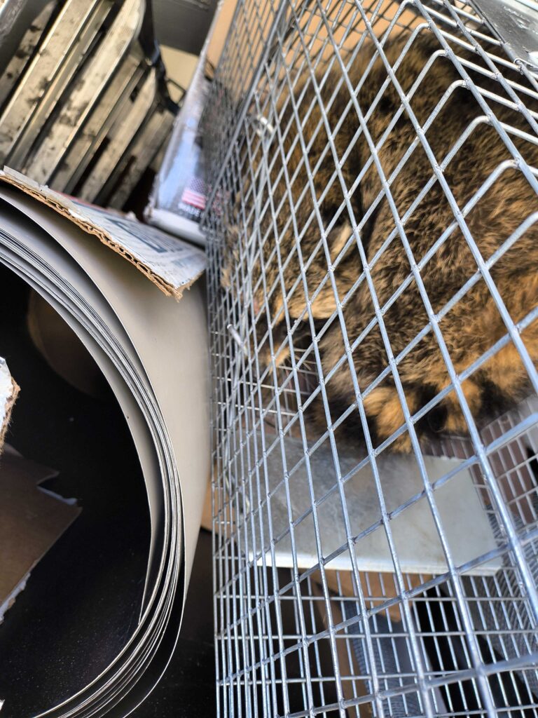 Damage Control Limited