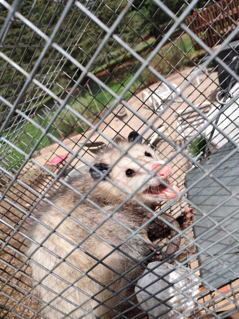 Damage Control Limited